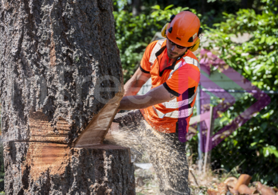 Male arborist felling a tree with a chainsaw sawdust spray