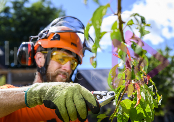 Male-arborist-fruit-tree-pruning Man pruning fruit tree with felcos