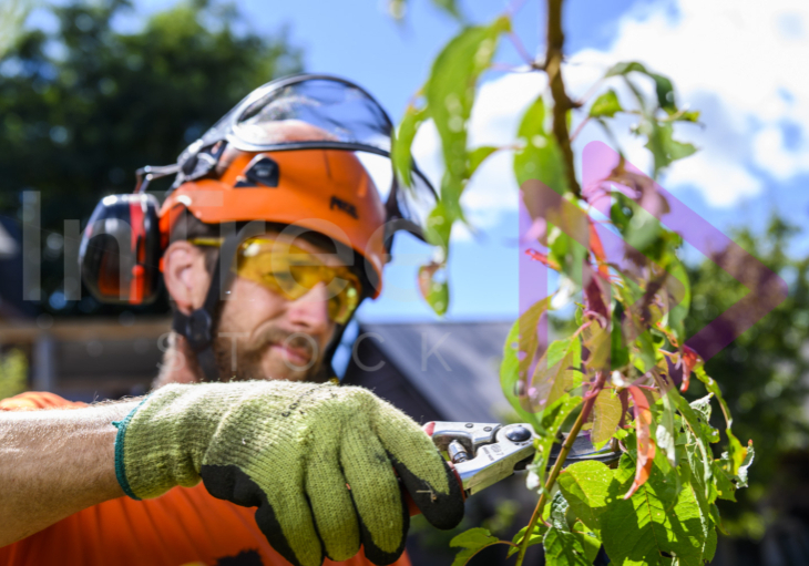 Male-arborist-fruit-tree-pruning Man pruning fruit tree with felcos