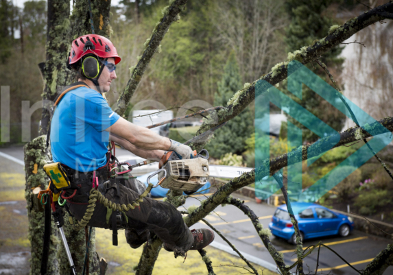 Advantage tree care offering the best tree services in Victoria, BC. A team of qualified Arborists. Photographs by Joel Spooner - joeliphoto