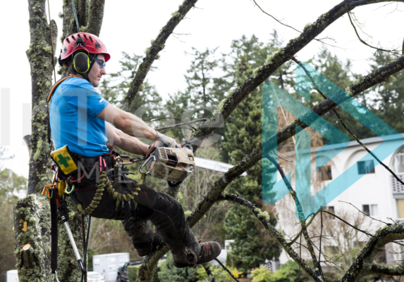 Arborist removing branches form a broadleaf tree in wet weather