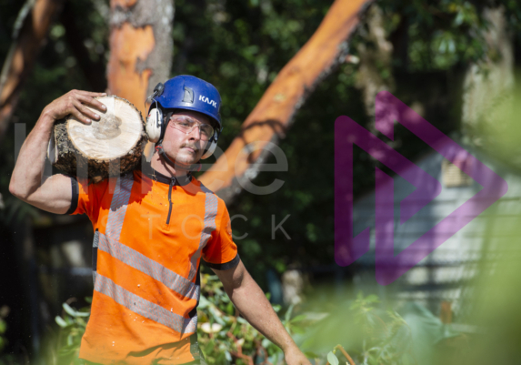 Male arborist wearing PPE carrying log