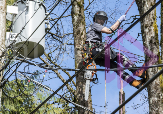 Male arborist working near power lines