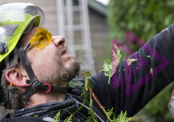 Man wearing safety glasses hedge cutting with screwed up face as cedar hedge bits fall down