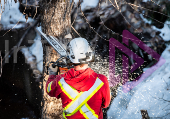 Man making back cut felling a tree Man making back cut felling a tree