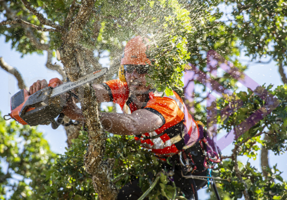 Man making pruning cut with battery powered chainsaw Man making pruning cut with battery powered chainsaw