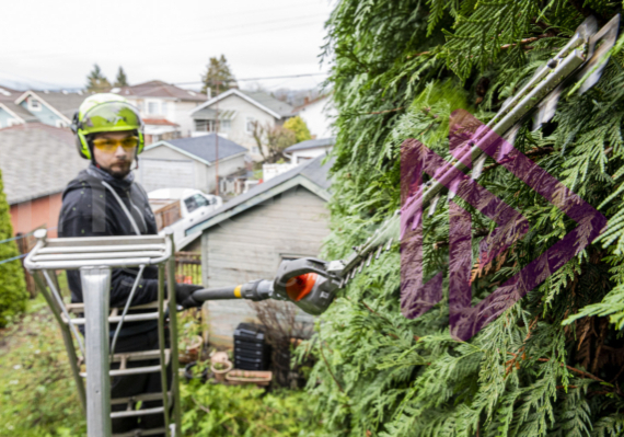 Man-on-ladder-operating-battery-powered-hedge-trimmers Man on ladder operating cutting hedge