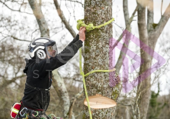 Man tying off rigging line in tree