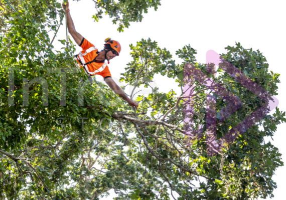 Man with rope climbing out on an oak tree branch