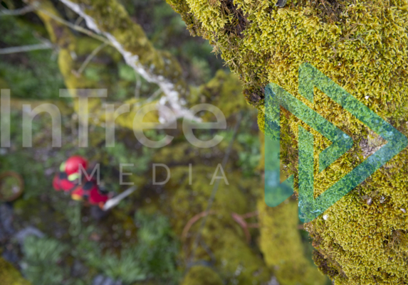 Moss on branch in foreground looking down on arborist blurred in the background