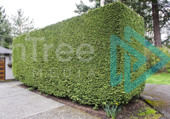 Recently trimmed cedar hedge on residential property