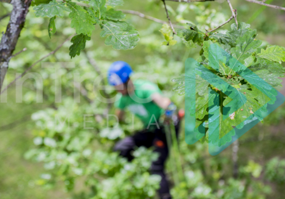 Climbing arborist blurred in the background with oak tree leaves in the foreground