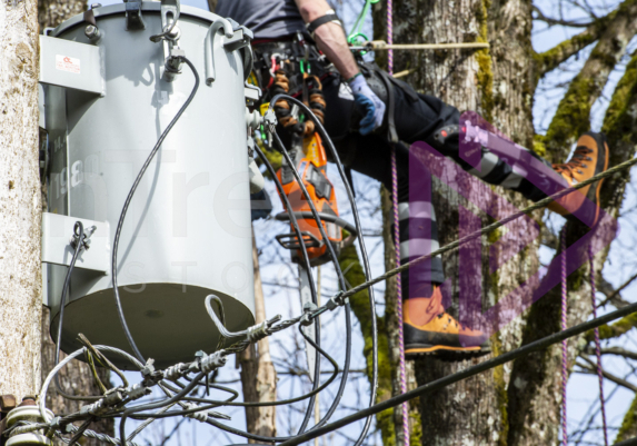 Power line transformer and arborist