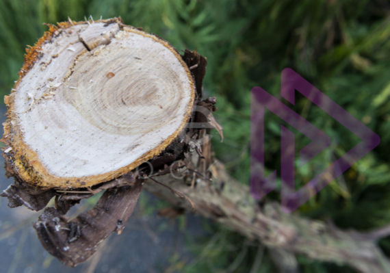 Reaction wood growth rings in branch