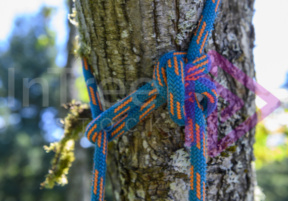 A blue and orange rope tied off to a branch with a running alpine butterfly as a canopy anchor