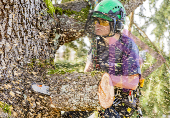 Sawdust spray with woman making chainsaw cut in branch