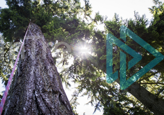 Sunlight shining through douglas fir canopy with an installed access line