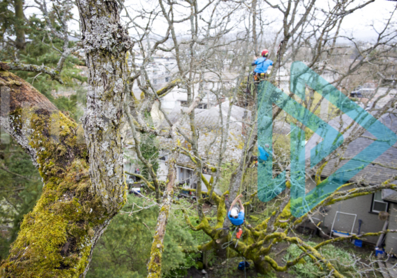 Multiple arborists deadwooding a large spreading oak tree