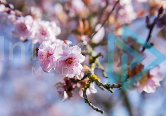 Close up of, cherry blossom in Spring