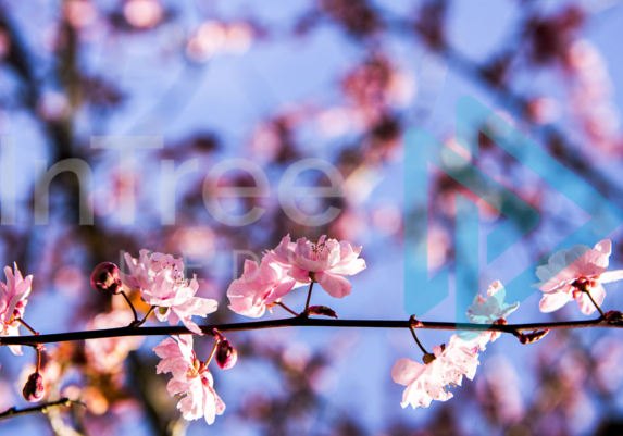 Cherry tree blossom with blue sky