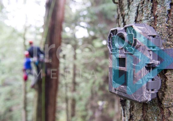 Wildlife camera instalation for a conservation project with climbing arborists in the background