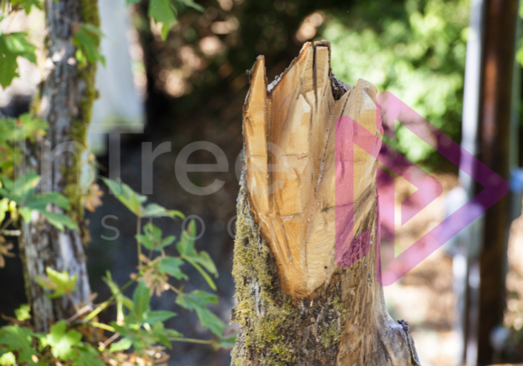 Wildlife-cuts-maple-tree Chainsaw cuts made on a maple tree for wildlife