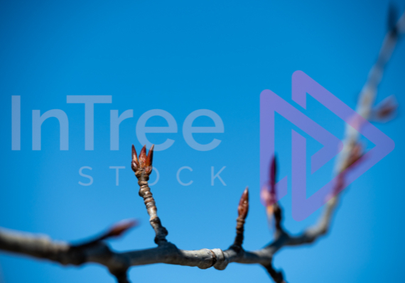 Winter dormant buds with blue sky