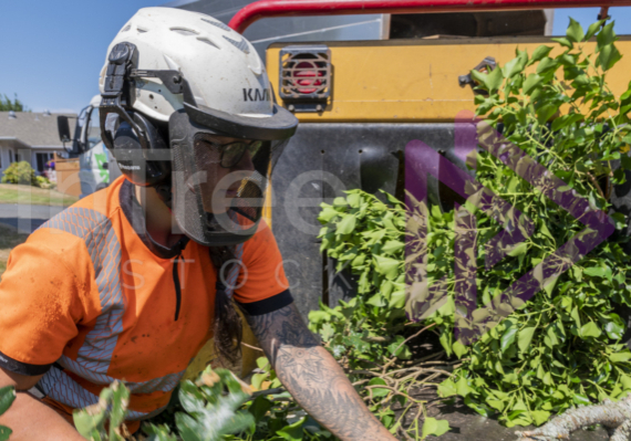 Woman feeding oak branch into chipper