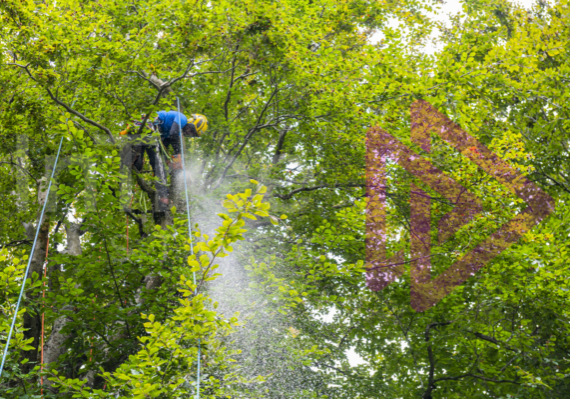 Climbing arborist operating chainsaw in a beech tree canopy