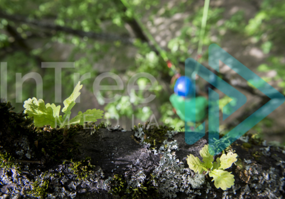 Climbing Arborist with blurred in background with two rope working system