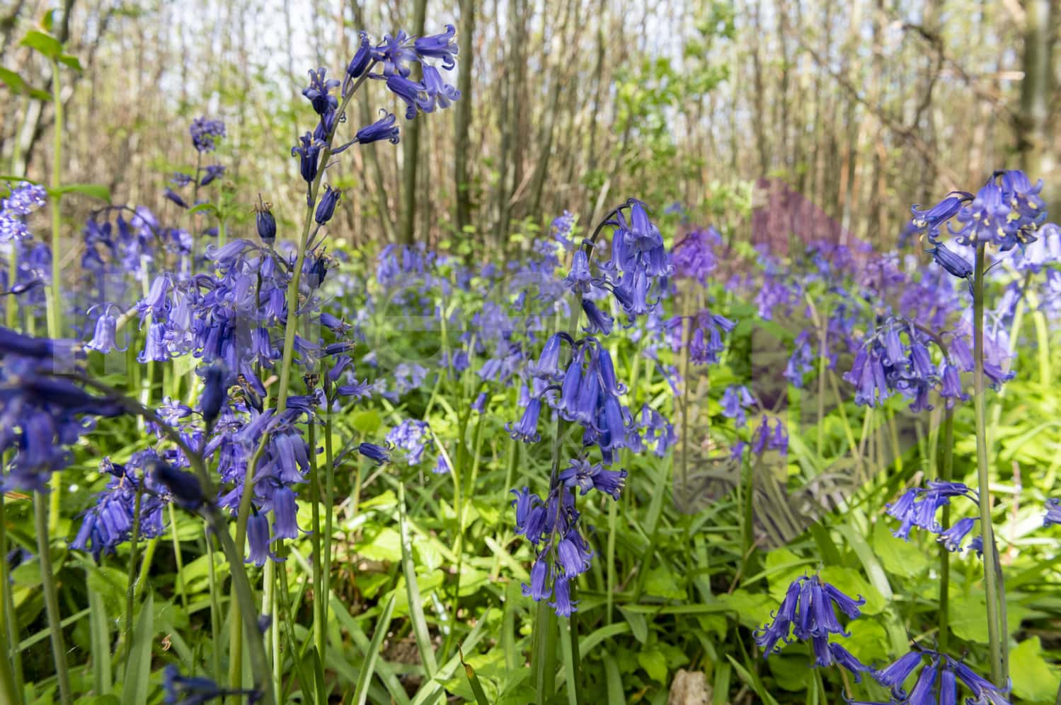 Bluebells in UK woodland coppice
