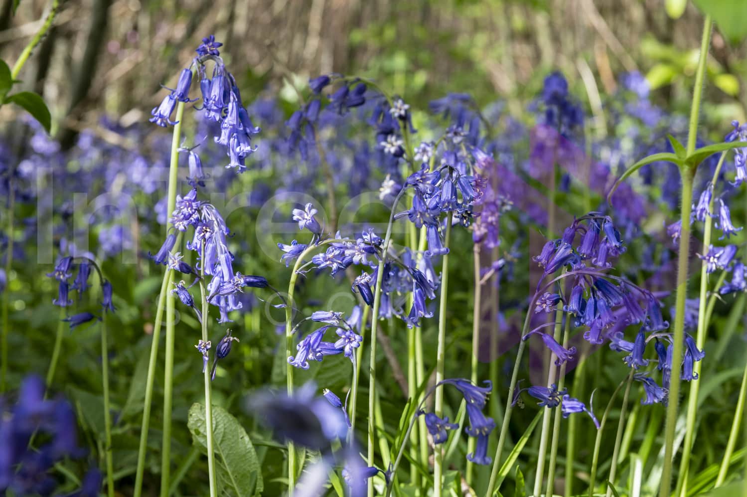 Bluebells in dappled sunlight